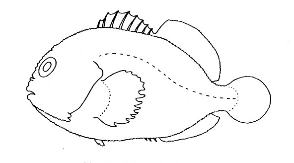 Representative of the family Caracanthidae (Gosline & Brock, 1960, fig. 90)